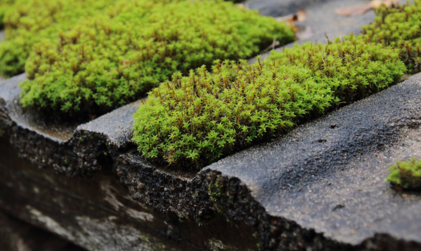 Tips for Cleaning Moss off Roofs