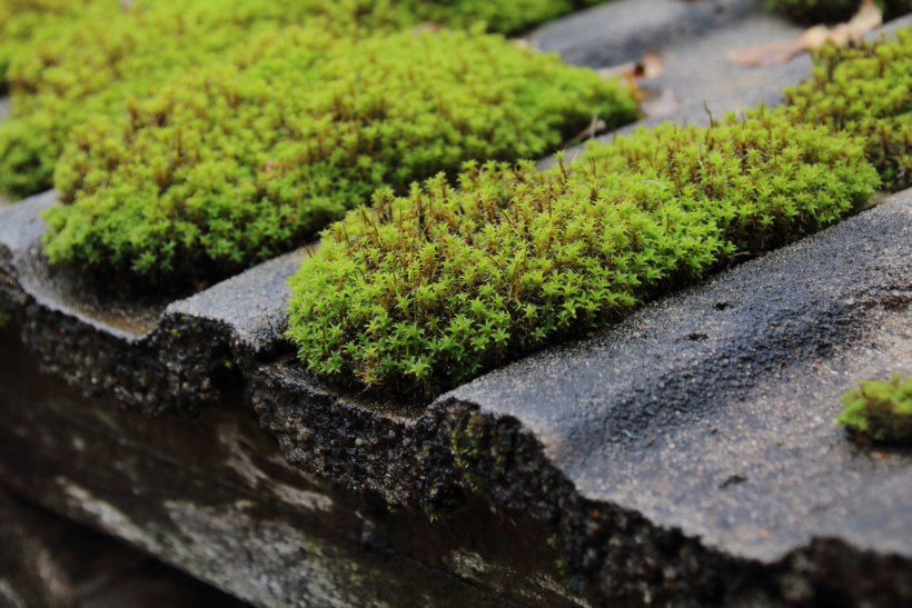 Tips for Cleaning Moss off Roofs