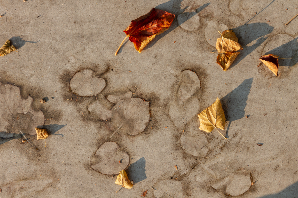 remove-leaf-stains-how-to-prevent-leaf-stains-on-concrete