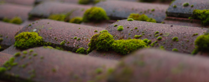 Why Does Moss Grow on Roof Shingles & Is it Bad?