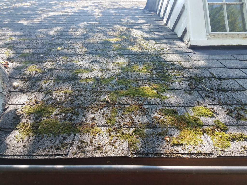 clean-moss-how-to-clean-moss-off-roof-tiles