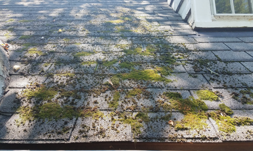 Fastest Way to Clean Moss From Roof Shingles