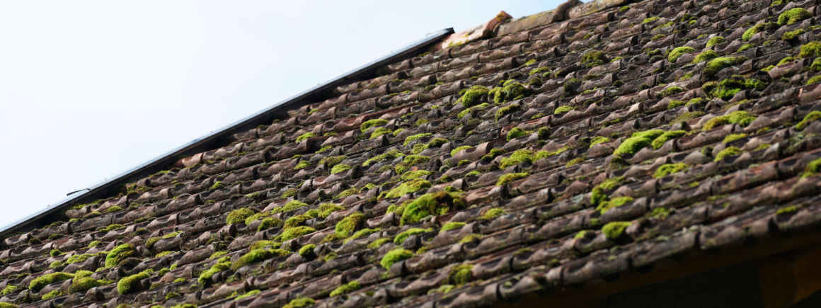 moss-asphalt-shingles-moss-damage