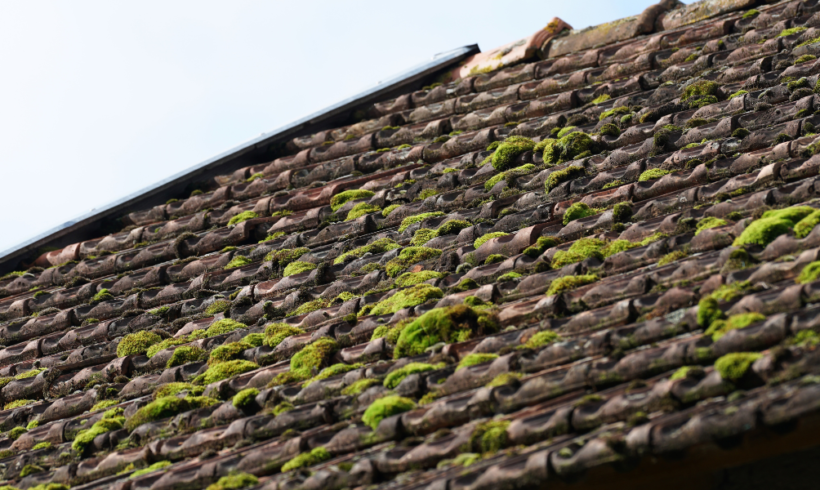 How To Clean Moss Off Asphalt Shingles?